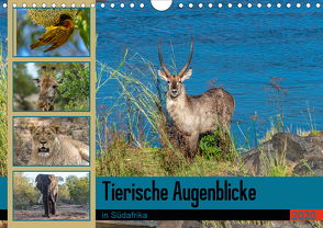 Tierische Augenblicke in Südafrika (Wandkalender 2020 DIN A4 quer) von W. Saul,  Norbert