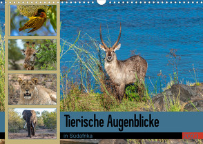 Tierische Augenblicke in Südafrika (Wandkalender 2023 DIN A3 quer) von W. Saul,  Norbert