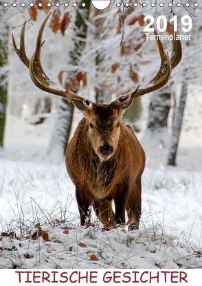 Tierische Gesichter / Planer (Wandkalender 2019 DIN A4 hoch) von Düll,  Sigrun