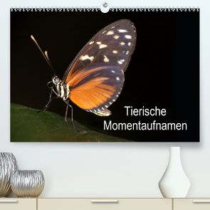 Tierische Momentaufnahmen (Premium, hochwertiger DIN A2 Wandkalender 2021, Kunstdruck in Hochglanz) von Krakowski,  Conny