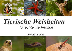 Tierische Weisheiten (Wandkalender 2023 DIN A2 quer) von Di Chito,  Ursula
