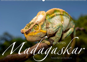 Tierisches Madagaskar (Wandkalender 2023 DIN A2 quer) von Bruhn,  Olaf