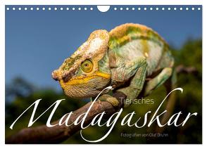 Tierisches Madagaskar (Wandkalender 2024 DIN A4 quer), CALVENDO Monatskalender von Bruhn,  Olaf