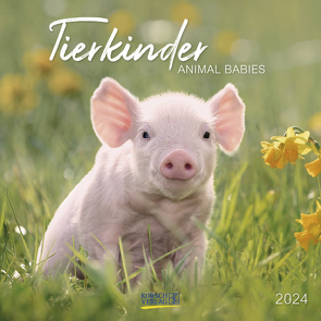 Tierkinder 2024 von Korsch Verlag