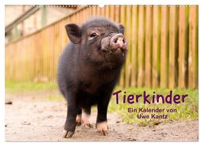 Tierkinder (Wandkalender 2024 DIN A2 quer), CALVENDO Monatskalender von Kantz,  Uwe