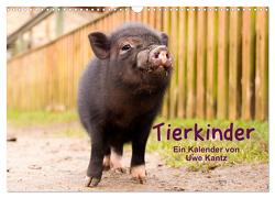 Tierkinder (Wandkalender 2024 DIN A3 quer), CALVENDO Monatskalender von Kantz,  Uwe