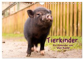 Tierkinder (Wandkalender 2024 DIN A4 quer), CALVENDO Monatskalender von Kantz,  Uwe