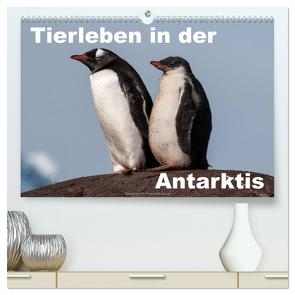 Tierleben in der Antarktis (hochwertiger Premium Wandkalender 2024 DIN A2 quer), Kunstdruck in Hochglanz von Woehlke,  Juergen