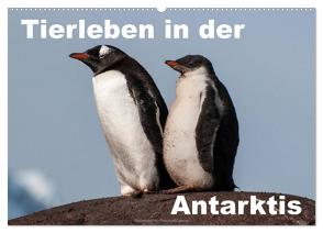 Tierleben in der Antarktis (Wandkalender 2024 DIN A2 quer), CALVENDO Monatskalender von Woehlke,  Juergen