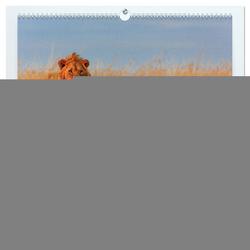 Tierparadies Kenia (hochwertiger Premium Wandkalender 2024 DIN A2 quer), Kunstdruck in Hochglanz von Oberholzer,  David