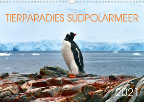 Tierparadies Südpolarmeer (Wandkalender 2021 DIN A3 quer) von Bergermann,  Manfred