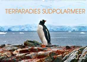 Tierparadies Südpolarmeer (Wandkalender 2022 DIN A2 quer) von Bergermann,  Manfred