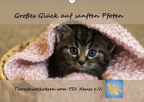 Tierschutzkatzen vom TSV-Neuss – Großes Glück auf sanften Pfoten (Wandkalender 2019 DIN A3 quer) von B,  Jane