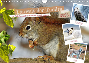 Tierwelt der Tundra (Wandkalender 2023 DIN A4 quer) von Kleemann,  Claudia