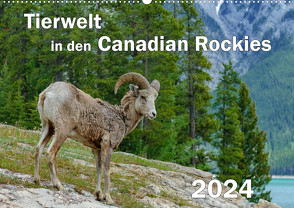 Tierwelt in den Canadian Rockies (Wandkalender 2024 DIN A2 quer), CALVENDO Monatskalender von Wilczek,  Dieter-M.