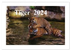 Tiger 2024 (Wandkalender 2024 DIN A2 quer), CALVENDO Monatskalender von Hennig,  Jörg