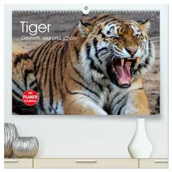 Tiger. Gestreift, wild und schön (hochwertiger Premium Wandkalender 2024 DIN A2 quer), Kunstdruck in Hochglanz von Stanzer,  Elisabeth