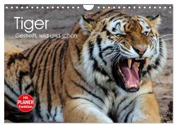 Tiger. Gestreift, wild und schön (Wandkalender 2024 DIN A4 quer), CALVENDO Monatskalender von Stanzer,  Elisabeth