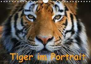 Tiger im Portrait (Wandkalender immerwährend DIN A4 quer) von Krone,  Elke
