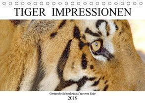 TIGER IMPRESSIONEN Gestreifte Seltenheit auf unserer Erde (Tischkalender 2019 DIN A5 quer) von Fraatz,  Barbara