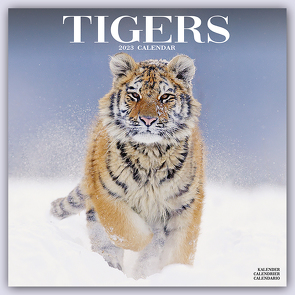 Tigers – Tiger 2023 – 16-Monatskalender