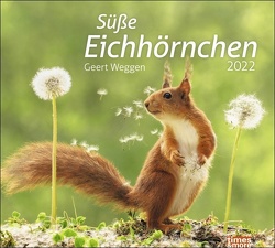 times&more Eichhörnchen Bildkalender 2022 von Heye, Weggen,  Geert