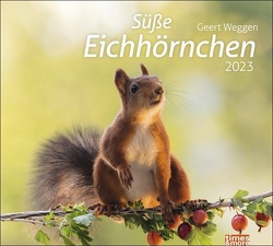 Eichhörnchen Bildkalender 2023. Die niedlichen Waldbewohner in einem großen Wandkalender, fotografiert von Geert Weggen. Tier-Kalender im Großformat. von Heye, Weggen,  Geert