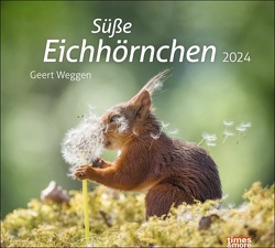 times&more Eichhörnchen Bildkalender 2024 von Geert Weggen