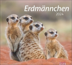 times&more Erdmännchen Bildkalender 2024