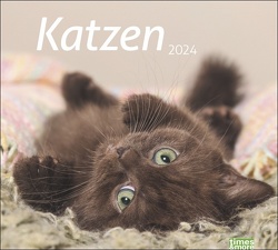 times&more Katzen Bildkalender 2024