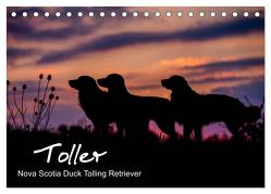 Toller – Nova Scotia Duck Tolling Retriever (Tischkalender 2024 DIN A5 quer), CALVENDO Monatskalender von Auerbach,  Anna