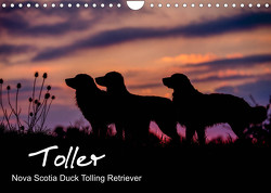 Toller – Nova Scotia Duck Tolling Retriever (Wandkalender 2023 DIN A4 quer) von Auerbach,  Anna