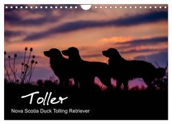 Toller – Nova Scotia Duck Tolling Retriever (Wandkalender 2024 DIN A4 quer), CALVENDO Monatskalender von Auerbach,  Anna