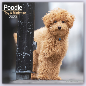 Toy and Miniature Poodle – Toypudel und Zwergpudel 2023 – 16-Monatskalender