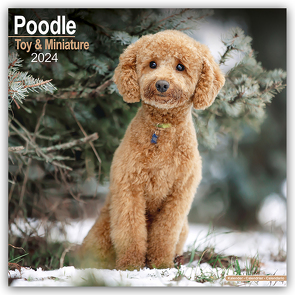 Toy and Miniature Poodle – Toypudel und Zwergpudel 2024 – 16-Monatskalender