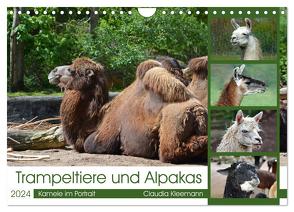 Trampeltiere und Alpakas (Wandkalender 2024 DIN A4 quer), CALVENDO Monatskalender von Kleemann,  Claudia