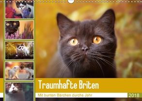 Traumhafte Briten (Wandkalender 2018 DIN A3 quer) von Tierfotografie by Janina Bürger,  Wabi-Sabi