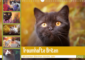 Traumhafte Briten (Wandkalender 2022 DIN A3 quer) von Tierfotografie by Janina Bürger,  Wabi-Sabi