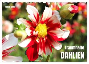 Traumhafte Dahlien (Wandkalender 2024 DIN A2 quer), CALVENDO Monatskalender von Kruse,  Gisela