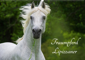 Traumpferd Lipizzaner (Wandkalender 2021 DIN A2 quer) von Starick,  Sigrid