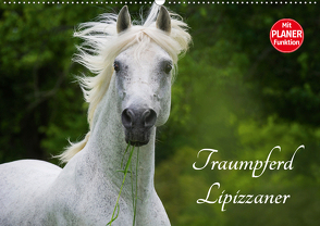 Traumpferd Lipizzaner (Wandkalender 2021 DIN A2 quer) von Starick,  Sigrid