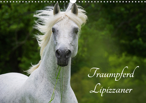 Traumpferd Lipizzaner (Wandkalender 2021 DIN A3 quer) von Starick,  Sigrid