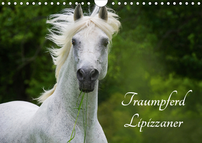 Traumpferd Lipizzaner (Wandkalender 2021 DIN A4 quer) von Starick,  Sigrid