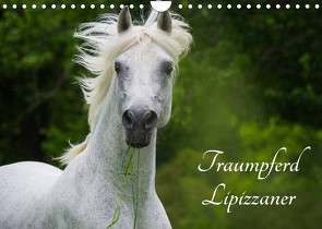 Traumpferd Lipizzaner (Wandkalender 2022 DIN A4 quer) von Starick,  Sigrid