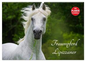 Traumpferd Lipizzaner (Wandkalender 2024 DIN A2 quer), CALVENDO Monatskalender von Starick,  Sigrid