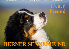 Treuer Freund Berner Sennenhund (Wandkalender 2022 DIN A2 quer) von Starick,  Sigrid