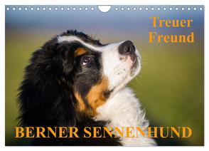 Treuer Freund Berner Sennenhund (Wandkalender 2024 DIN A4 quer), CALVENDO Monatskalender von Starick,  Sigrid