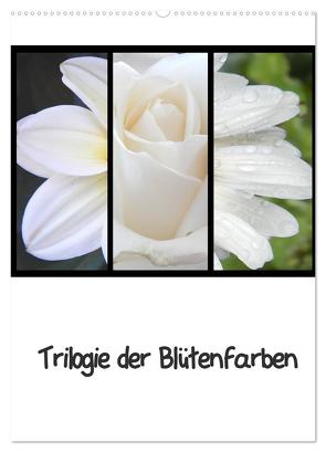 Trilogie der Blütenfarben (Wandkalender 2024 DIN A2 hoch), CALVENDO Monatskalender von Busch,  Martina