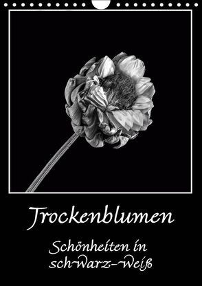 Trockenblumen Schönheiten in schwarz-weiß (Wandkalender 2019 DIN A4 hoch) von Beuck,  Angelika