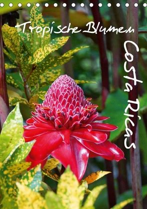 Tropische Blumen Costa Ricas (Tischkalender 2018 DIN A5 hoch) von M.Polok